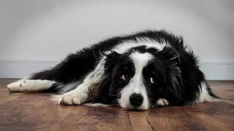 Se o seu cão está perdendo o interesse em se exercitar, isso pode ser um sinal de que ele está com dor: muitas vezes os animais disfarçam a dor como um mecanismo de sobrevivência e os sinais se manifestam apenas como mudanças sutis no comportamento. Elayne Massaini/Shutterstock