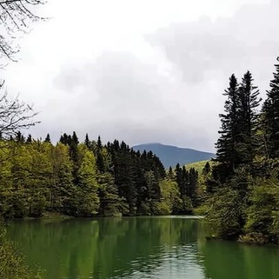 Coníferas mantêm viço e embelezam paisagens geladas ao redor do mundo