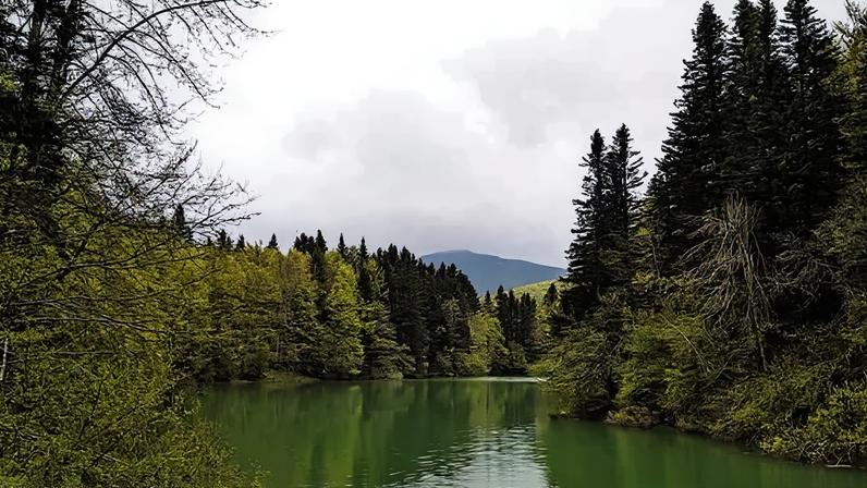 Coníferas mantêm viço e embelezam paisagens geladas ao redor do mundo