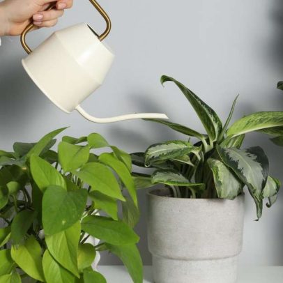 Especialista alerta: regar uma vez por semana é erro que mata plantas
