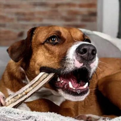 Ossos para cães: 5 riscos comuns na alimentação