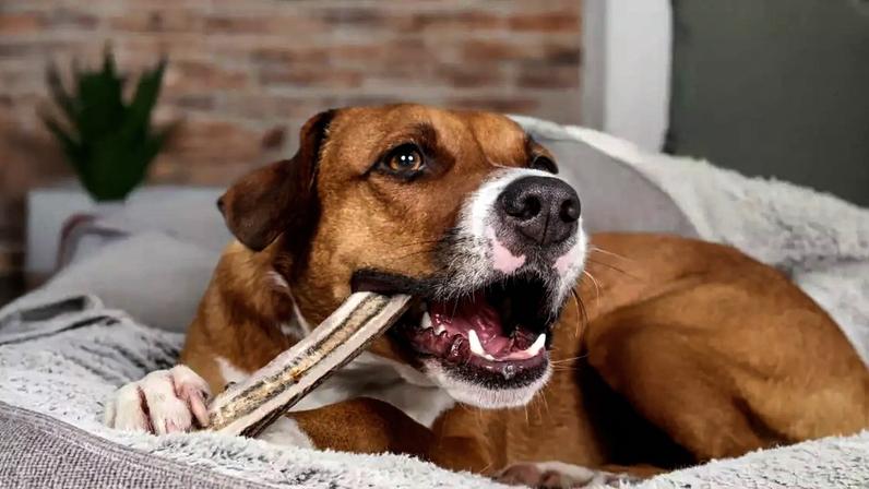 Oferecer osso ao cachorro pode parecer um simples agrado, mas pode se transformar em um problema de saúde