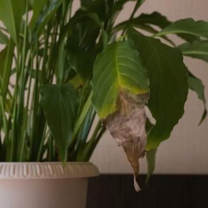 Pontas secas nas folhas de plantas: sinais e causas comuns