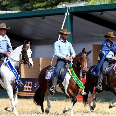 Cavalo da raça Mangalarga estreia na Agrishow