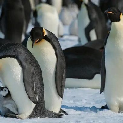 Pinguins-imperadores são oficialmente ameaçados de extinção