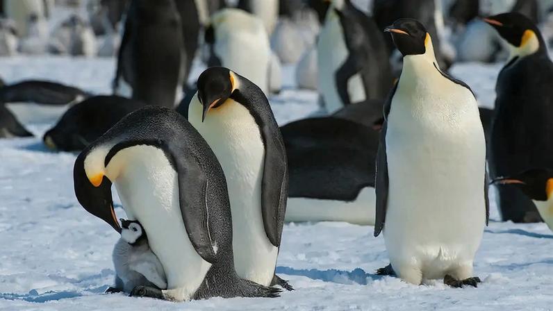 Fotografia de um grupo de Pinguins imperador.