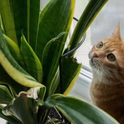 Plantas tóxicas para cães e gatos: quais evitar
