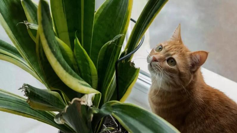 Atenção redobrada na escolha das plantas pode proteger a saúde dos pets em casa
