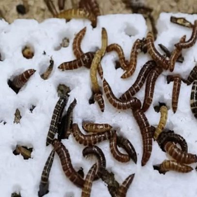 Larva de inseto reduz poluição ao devorar plásticos