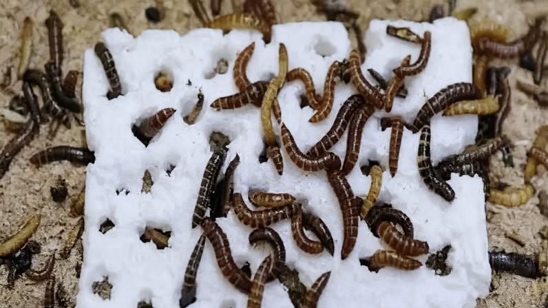Larva de inseto reduz poluição ao devorar plásticos