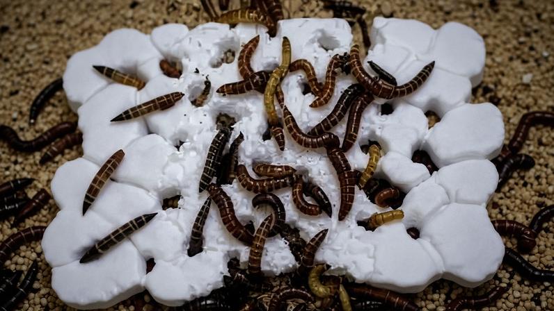 Larvas que comem plástico podem reduzir a poluição, entenda
