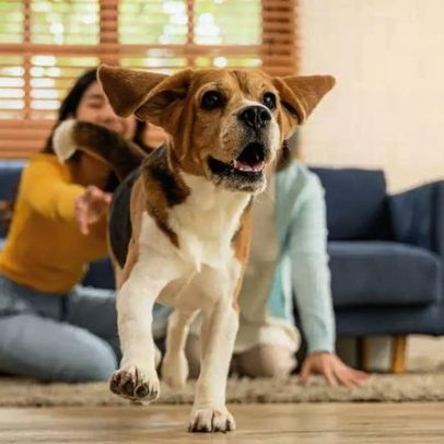 Acariciar o animal de estimação pode reduzir a pressão arterial em casa