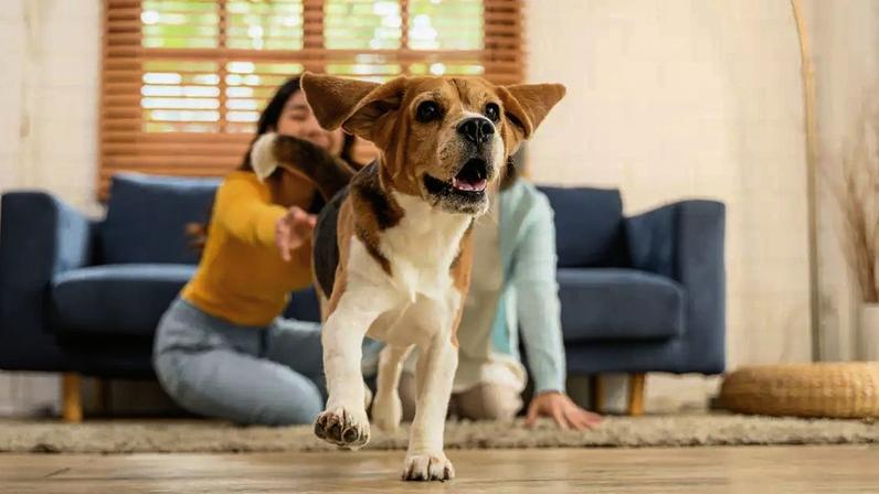 Acariciar um pet pode ajudar a reduzir o estresse e a pressão arterial