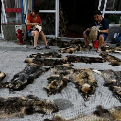 Comércio de animais silvestres eleva risco de transmissão de doenças a humanos