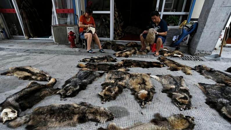 Vendedores aparam pele de cão-guaxinim em um mercado de peles no município de Chongfu, província de Zhejiang, na China