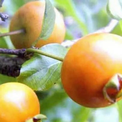 Guabiroba da Mata Atlântica é estudada por impactos no glicêmico e no colesterol