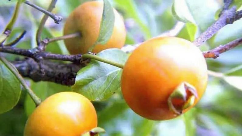 Guabiroba da Mata Atlântica é estudada por impactos no glicêmico e no colesterol