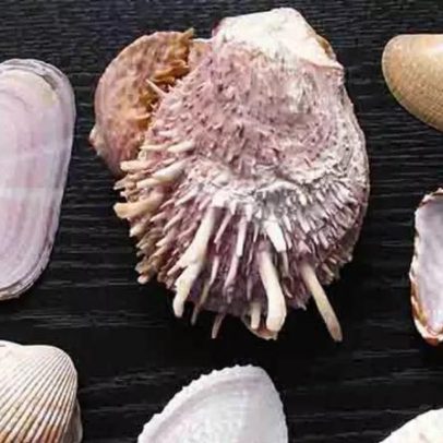 Conchas desempenham papel essencial no ecossistema marinho
