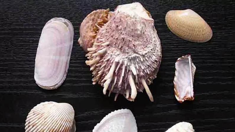 Conchas desempenham papel essencial no ecossistema marinho