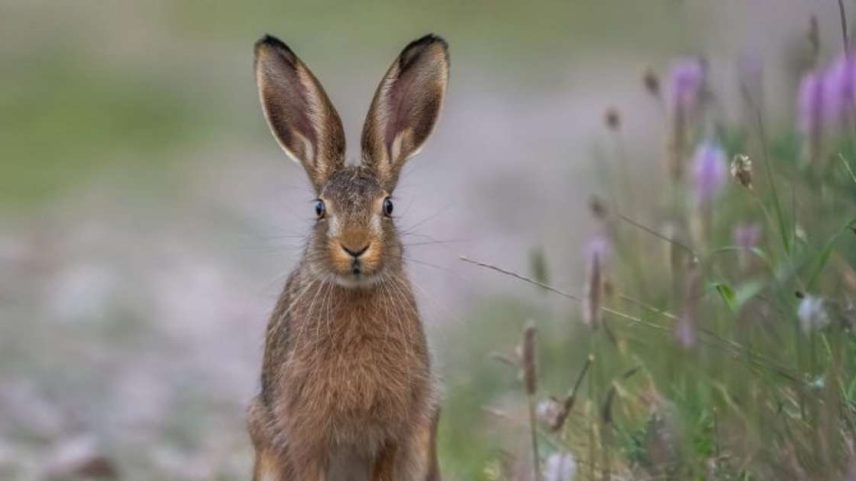 Coelhos vs lebres: mesma família, diferenças e peculiaridades