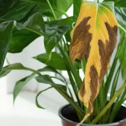 Por que as pontas das folhas ficam queimadas, segundo especialistas