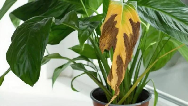 Por que as pontas das folhas ficam queimadas, segundo especialistas