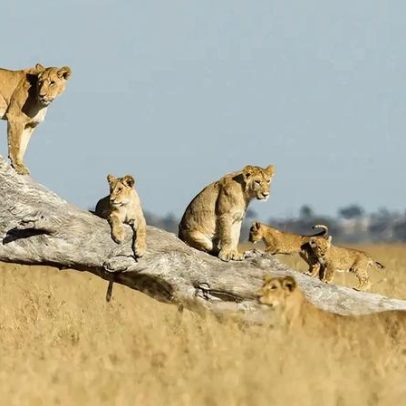 Como cientistas calculam a idade de animais na natureza