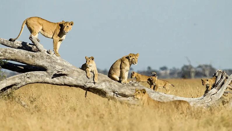Fotografia de uma Leoa e Filhotes em Pé em Árvore Morta, Botswana.