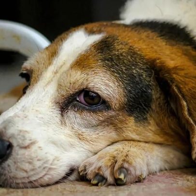 Como identificar dor em cães e o que fazer