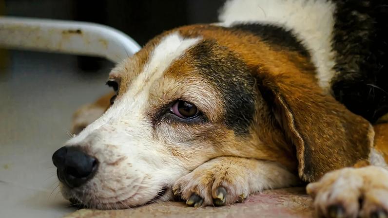 Fotografia de um cachorro triste doente.