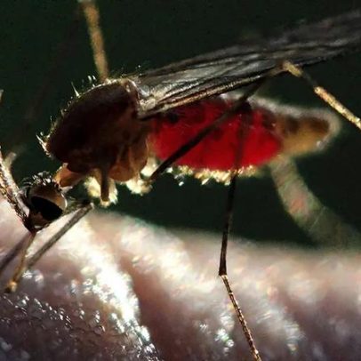 Mosquito da malária evolui e dribla resistência a inseticidas