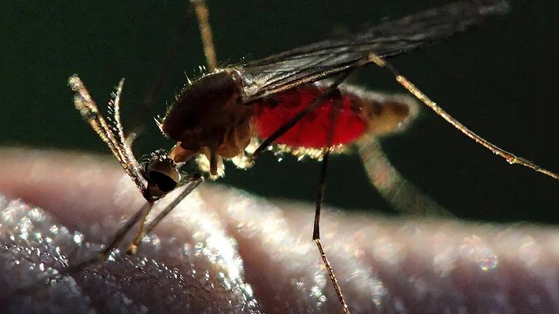 Fotografia de um mosquito Anopheles repleto de sangue humano.
