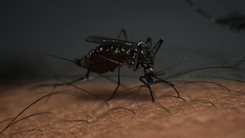 Mosquito Aedes aegypti, transmissor da dengue, zika e chikungunya