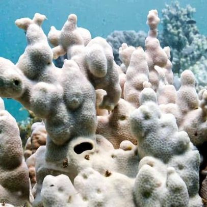 Sem oceano saudável, o futuro está em risco e é hora de agir