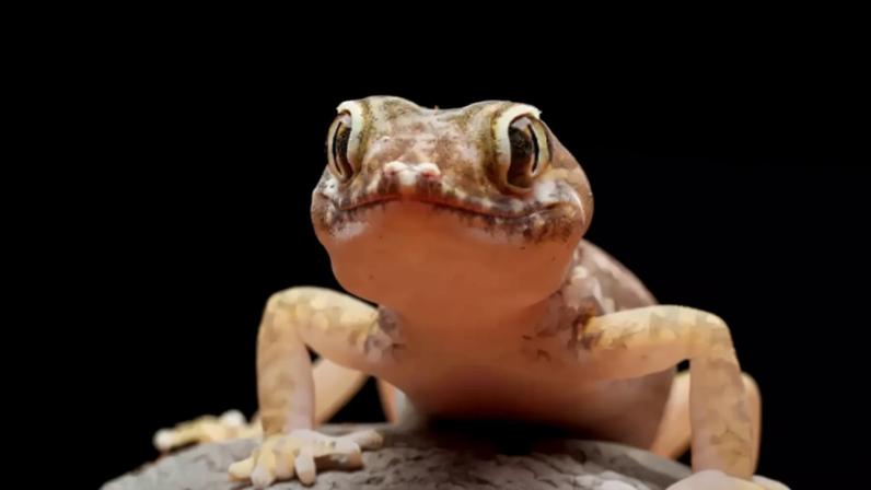 Lagartixas em casa ajudam no controle de insetos