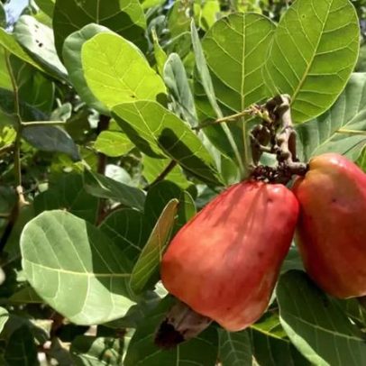 Caju é fruta ou castanha?