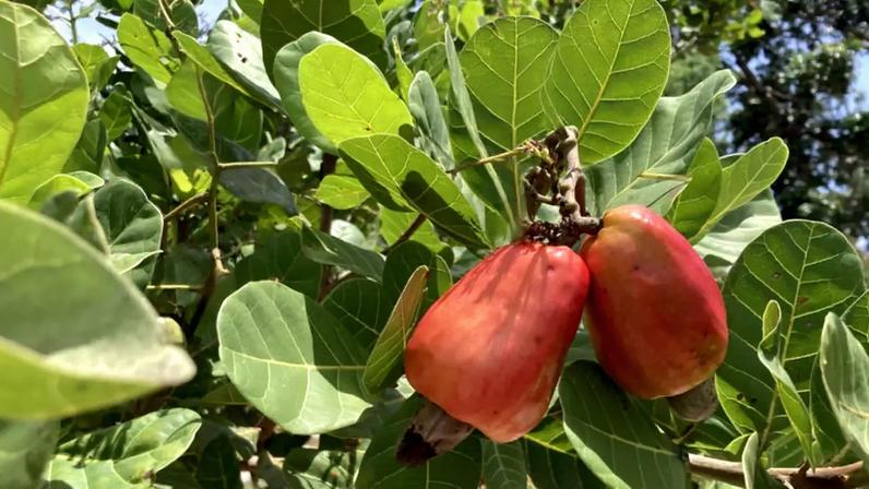 Caju é fruta ou castanha?