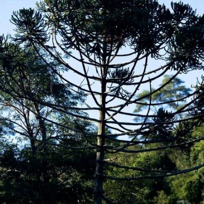 Governo de SP lança pagamento por serviços ambientais para preservar araucária