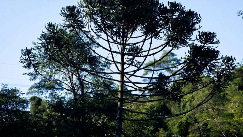 Araucária no parque linear Córrego do Bispo, na zona norte da capital paulista
