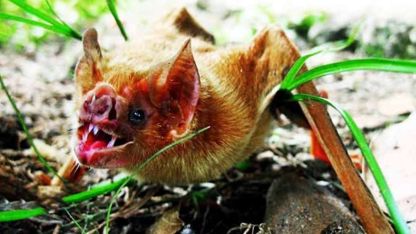 Espécies de animais com dentes muito afiados