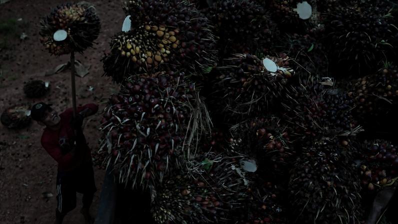Um trabalhador carrega cachos frescos de frutos de dendê da plantação de óleo de palma da cooperativa Melati Hanjalipan na vila de Hanjalipan, Kotawaringin Oriental, província de Kalimantan Central, Indonésia, em 22 de julho de 2025