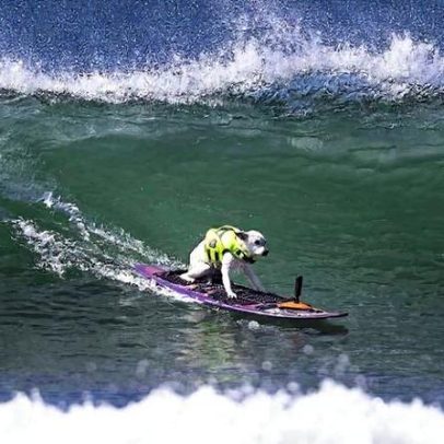 Morre Sugar, pentacampeã mundial de surfe canino, aos 16 anos