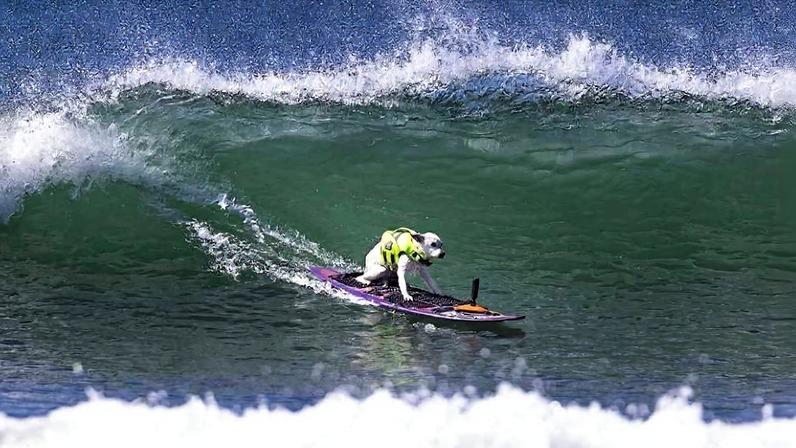 Morre Sugar, pentacampeã mundial de surfe canino, aos 16 anos