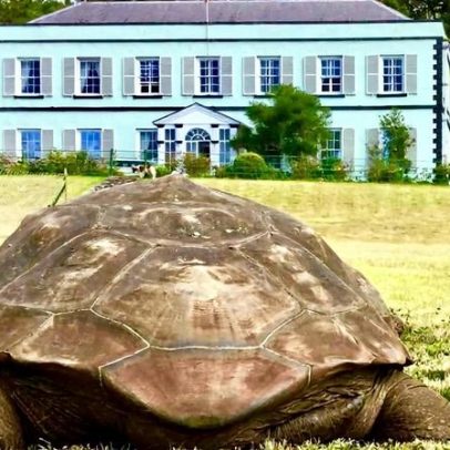 Jonathan, o animal terrestre mais velho do mundo, morre aos 193 anos