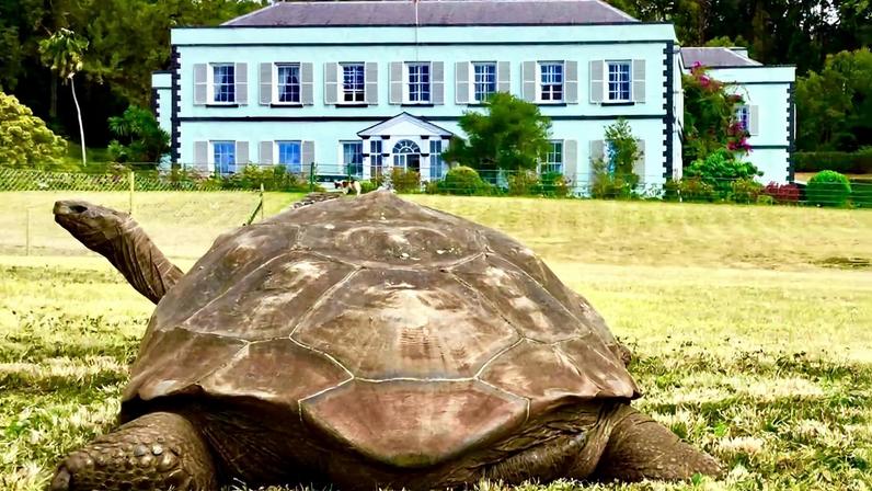 Tartaruga gigante repousa em gramado verde com casa colonial branca e azul ao fundo, cercada por árvores.