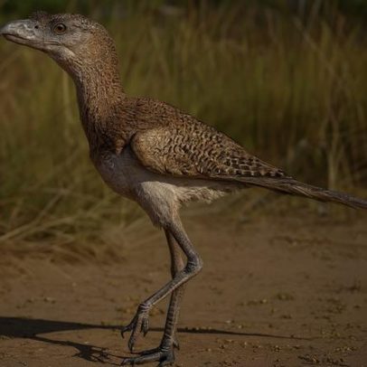 Brasileiros descobrem nova espécie entre as aves do terror