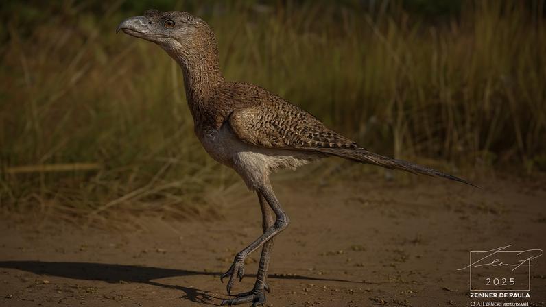 Reconstrução artística da espécie 'Eschatornis aterradora', um dos forusracídeos ou 'aves do terror', de 25 mil anos