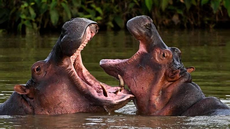 Descendentes de um pequeno rebanho introduzido por Pablo Escobar, hipopótamos são vistos em lago próximo à Hacienda Nápoles, antigo zoológico particular do narcotraficante, em Doradal, Colômbia