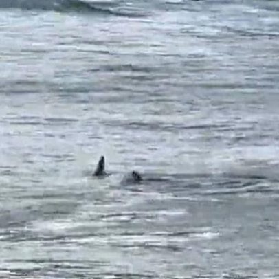 Tubarões no litoral de SP são comuns nesta época e não oferecem risco