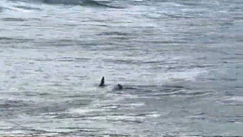 Um tubarão foi filmado perto de crianças na Praia das Astúrias, em Guarujá, no litoral de São Paulo
